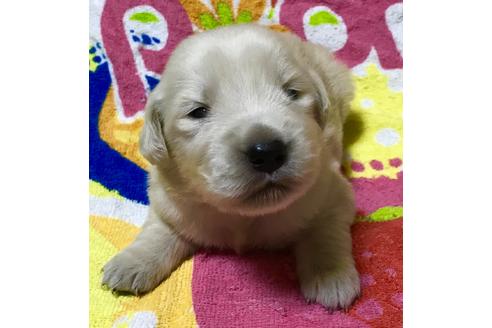 成約済の千葉県のゴールデンレトリーバー-33717の2枚目