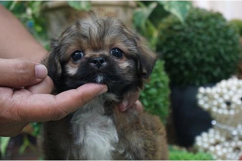 成約済の京都府のミックス犬-34182の3枚目