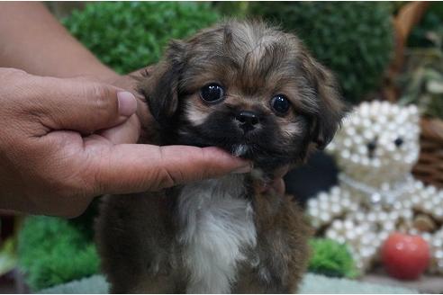 成約済の京都府のミックス犬-34182の2枚目