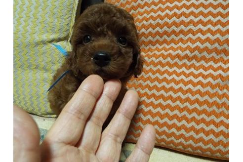成約済の兵庫県のトイプードル-33116の2枚目