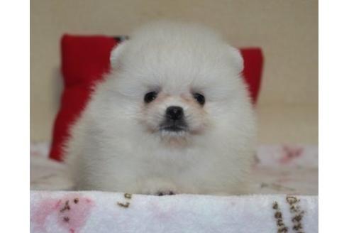 成約済の埼玉県のポメラニアン-34205の4枚目