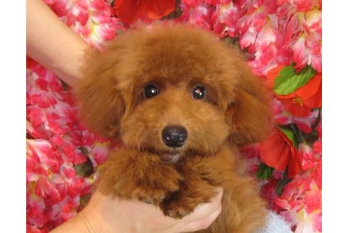 成約済の茨城県のトイプードル-34223の1枚目