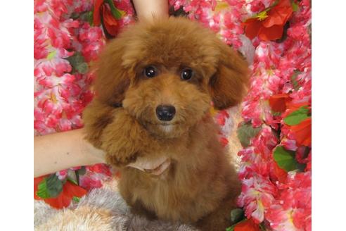 成約済の茨城県のトイプードル-34223の2枚目