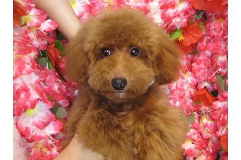 成約済の茨城県のトイプードル-34223の3枚目