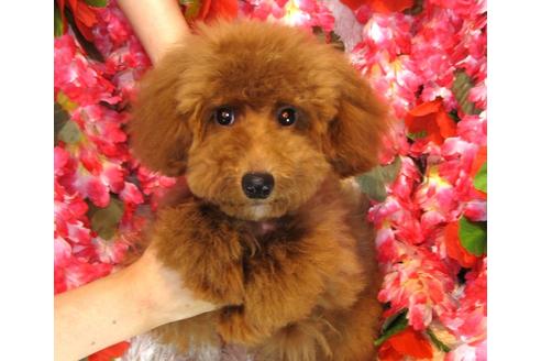 成約済の茨城県のトイプードル-34223の4枚目