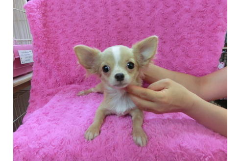 成約済の京都府のチワワ-30332の1枚目