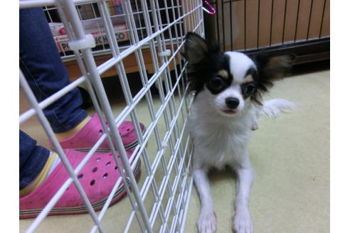 成約済の京都府のチワワ-27756の1枚目