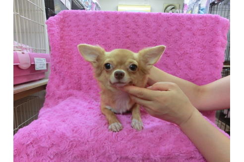 成約済の京都府のチワワ-29021の1枚目