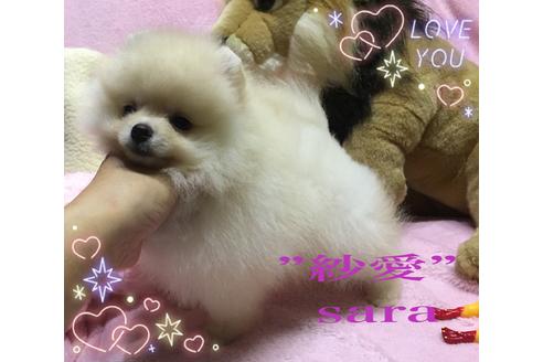 成約済の福岡県のポメラニアン-33040の1枚目