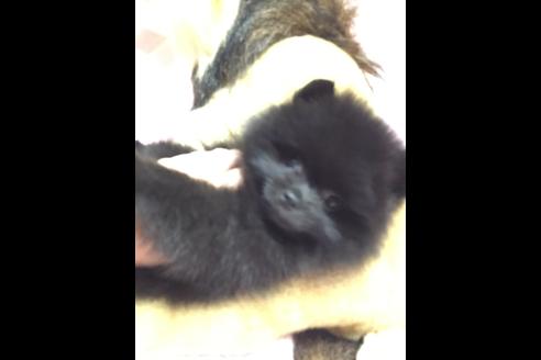 成約済の福岡県のポメラニアン-33036の3枚目