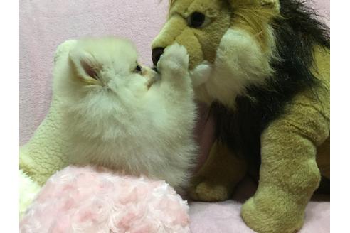 成約済の福岡県のポメラニアン-33037の5枚目