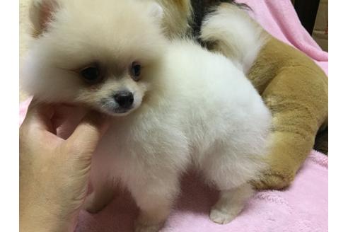 成約済の福岡県のポメラニアン-33037の2枚目