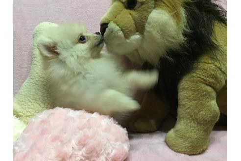 成約済の福岡県のポメラニアン-33037の1枚目
