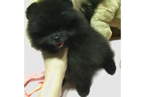 成約済の福岡県のポメラニアン-33038の5枚目
