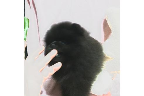 成約済の福岡県のポメラニアン-33038の2枚目