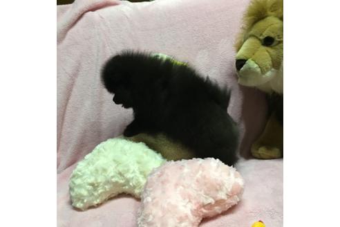 成約済の福岡県のポメラニアン-33038の1枚目