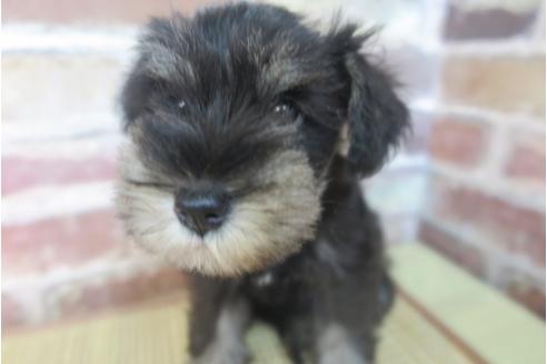 成約済の大阪府のミニチュアシュナウザー-32829の5枚目