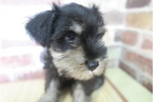 成約済の大阪府のミニチュアシュナウザー-32829の3枚目