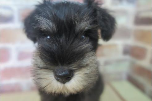 成約済の大阪府のミニチュアシュナウザー-32829の4枚目