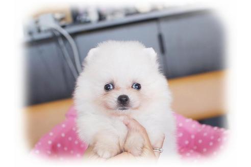 成約済の大阪府のポメラニアン-34228の4枚目