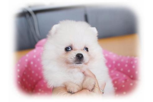 成約済の大阪府のポメラニアン-34228の5枚目