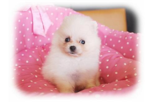 成約済の大阪府のポメラニアン-34228の1枚目