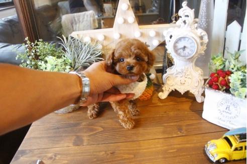 成約済の埼玉県のトイプードル-34232の1枚目