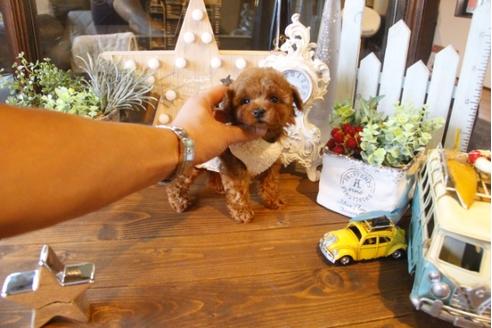 成約済の埼玉県のトイプードル-34232の2枚目