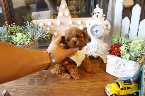 成約済の埼玉県のトイプードル-34232の3枚目