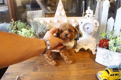 成約済の埼玉県のトイプードル-34232の4枚目