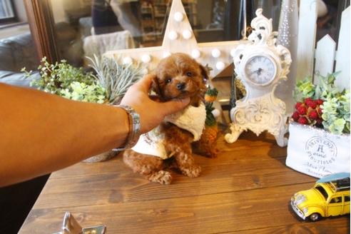 成約済の埼玉県のトイプードル-34232の5枚目