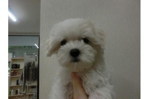 成約済の福岡県のマルチーズ-34241の1枚目