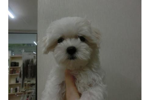 成約済の福岡県のマルチーズ-34241の2枚目
