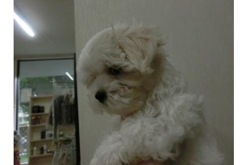 成約済の福岡県のマルチーズ-34241の3枚目