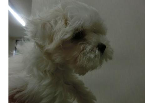 成約済の福岡県のマルチーズ-34241の4枚目