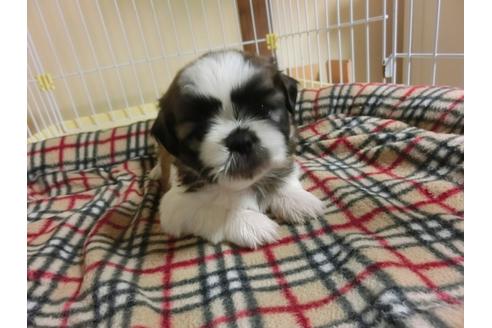 成約済の福岡県のシーズー-34242の3枚目