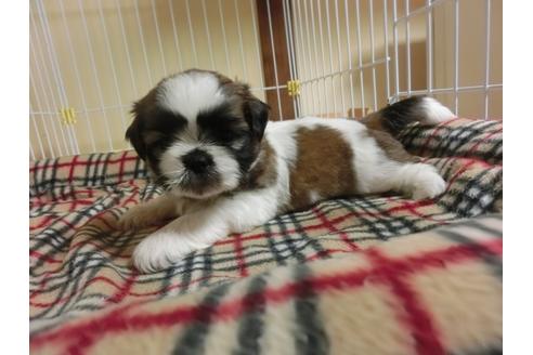 成約済の福岡県のシーズー-34242の4枚目