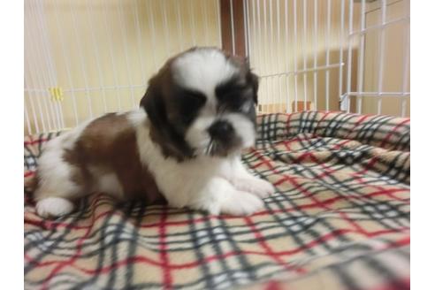 成約済の福岡県のシーズー-34242の1枚目