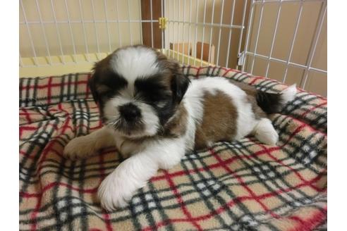 成約済の福岡県のシーズー-34242の2枚目