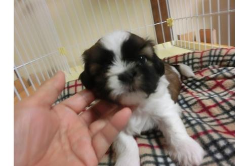 成約済の福岡県のシーズー-34243の1枚目