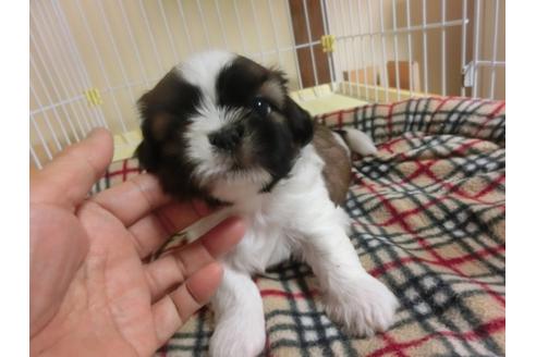 成約済の福岡県のシーズー-34243の2枚目