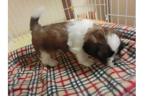 成約済の福岡県のシーズー-34243の4枚目