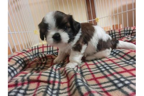 成約済の福岡県のシーズー-34244の5枚目