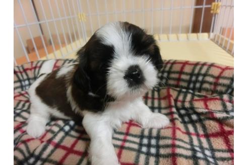 成約済の福岡県のシーズー-34244の2枚目