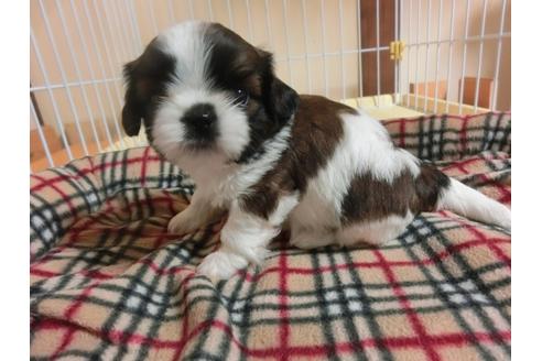 成約済の福岡県のシーズー-34244の3枚目