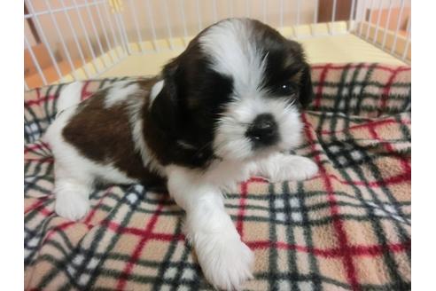 成約済の福岡県のシーズー-34244の4枚目