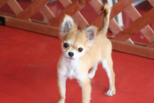 成約済の京都府のチワワ(ロングコート)-30640の2枚目