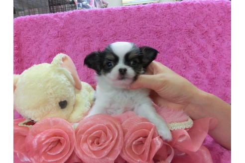 成約済の京都府のチワワ-34262の3枚目