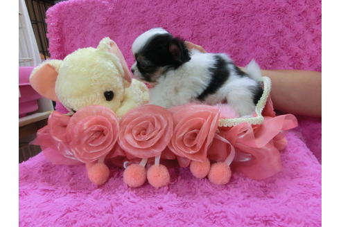 成約済の京都府のチワワ-34262の2枚目