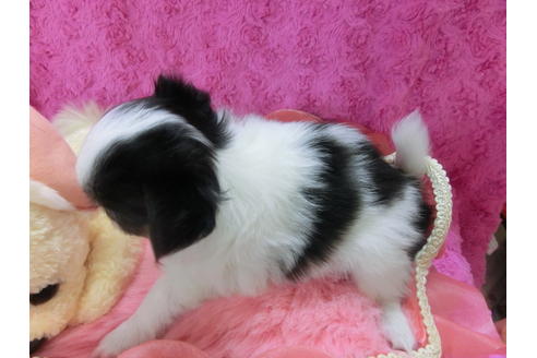 成約済の京都府のチワワ-34262の1枚目